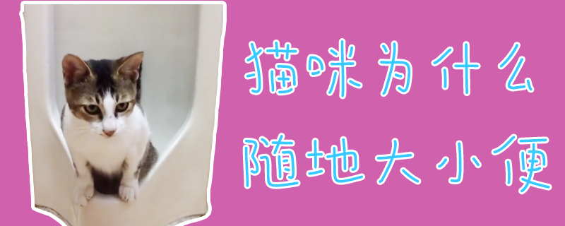 貓咪為什么隨地大小便