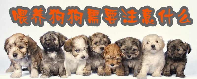 喂養(yǎng)狗狗需要注意什么