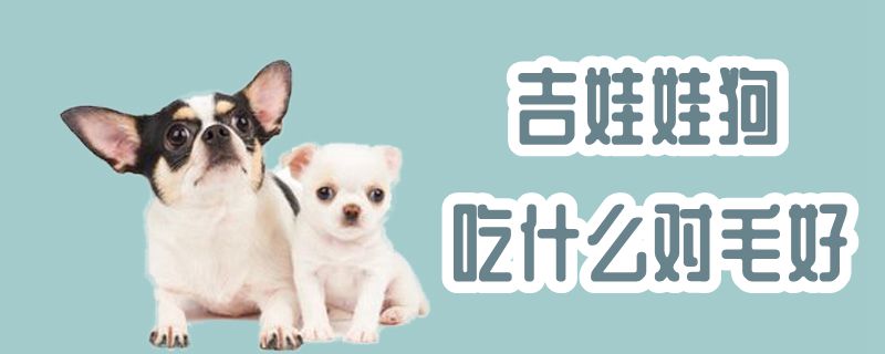 吉娃娃狗吃什么對毛好