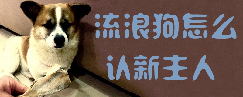 流浪狗怎么認(rèn)新主人1