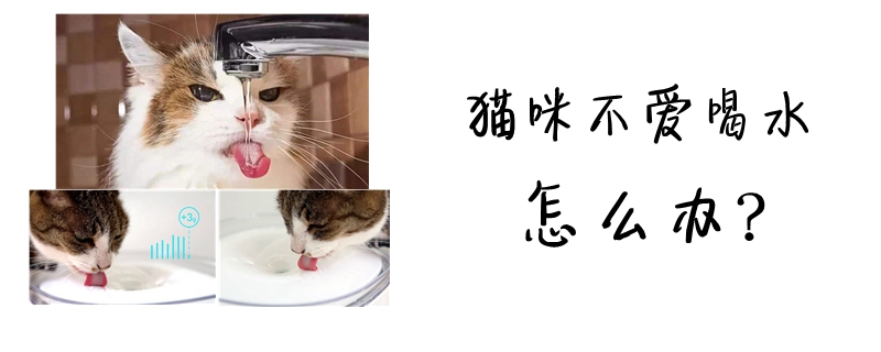 貓咪不愛喝水怎么辦