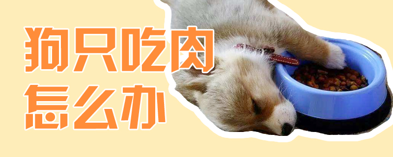 狗只吃肉怎么辦