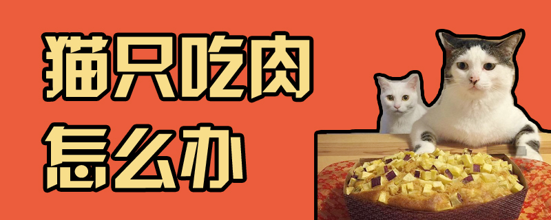 貓只吃肉怎么辦