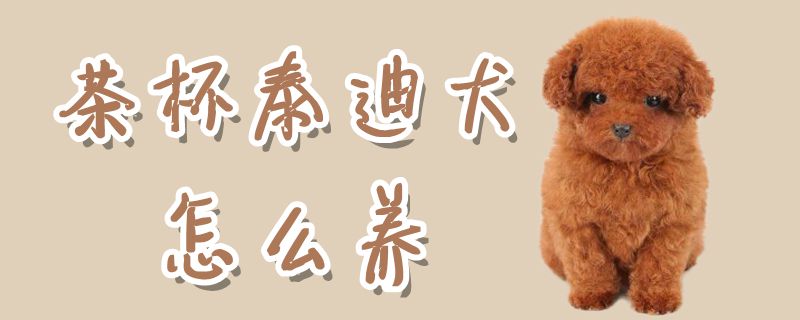 茶杯泰迪犬怎么養(yǎng)