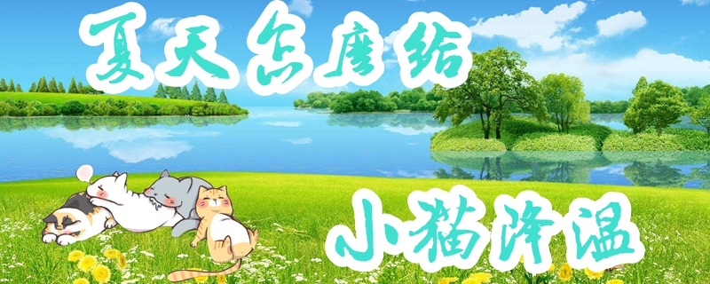 夏天怎么給小貓降溫