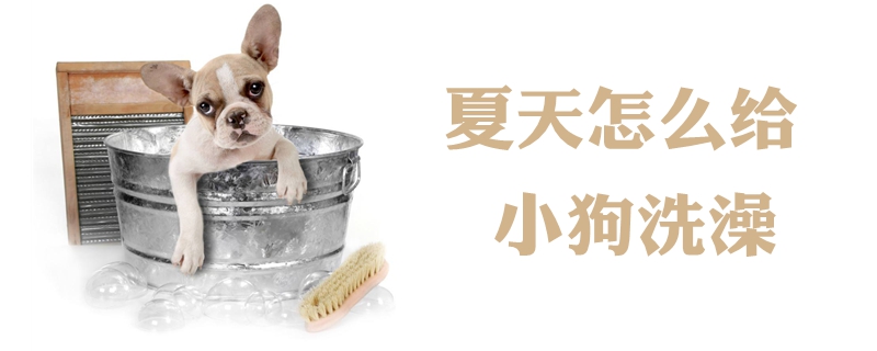 夏天怎么給小狗洗澡