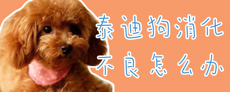泰迪狗消化不良怎么辦