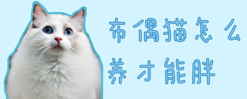 布偶貓?jiān)趺答B(yǎng)才能胖