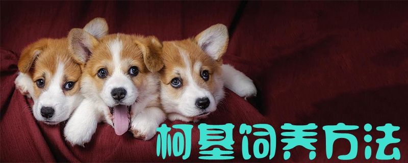 柯基飼養(yǎng)方法1