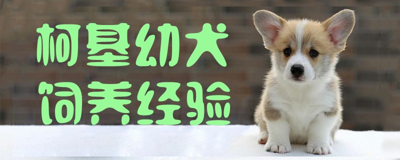 柯基幼犬飼養(yǎng)經(jīng)驗(yàn)1