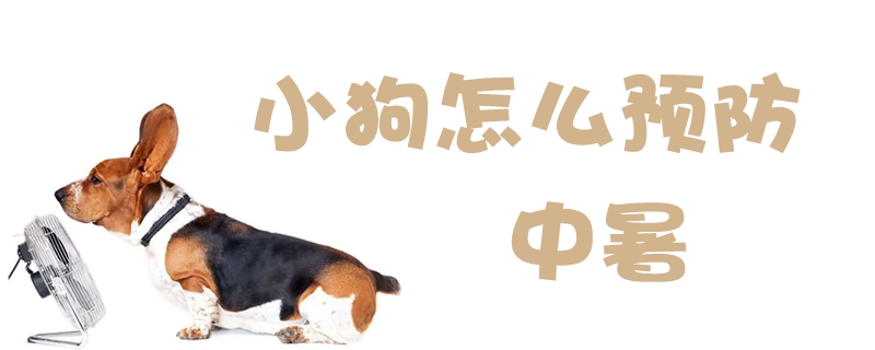 小狗怎么預(yù)防中暑
