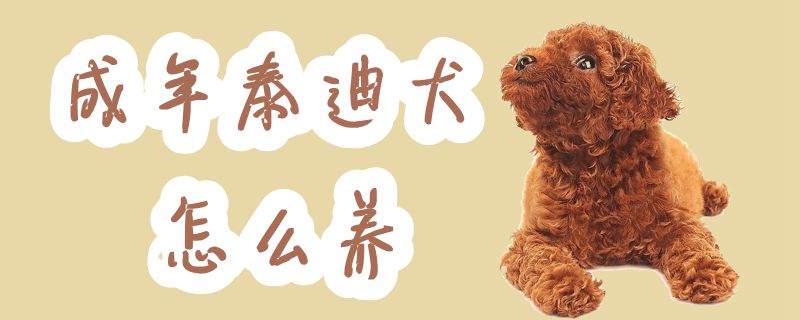 成年泰迪犬怎么養(yǎng)