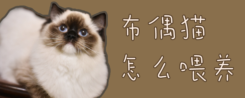 布偶貓?jiān)趺次桂B(yǎng)