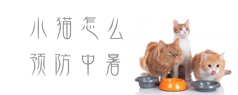 小貓怎么預(yù)防中暑