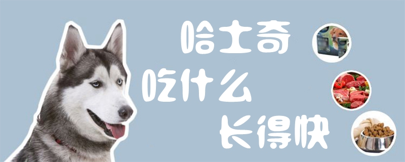 哈士奇吃什么長(zhǎng)得快1