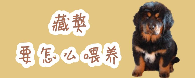 藏獒要怎么喂養(yǎng)
