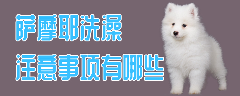 薩摩耶洗澡注意事項(xiàng)有哪些