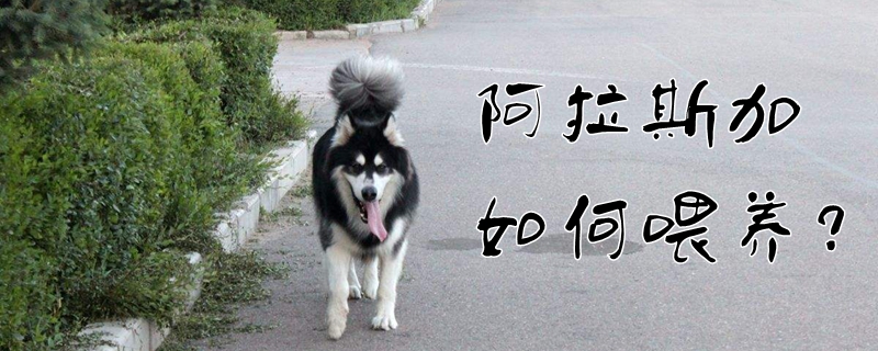 阿拉斯加如何喂養(yǎng)