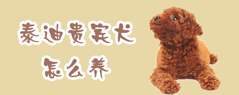 泰迪貴賓犬怎么養(yǎng)