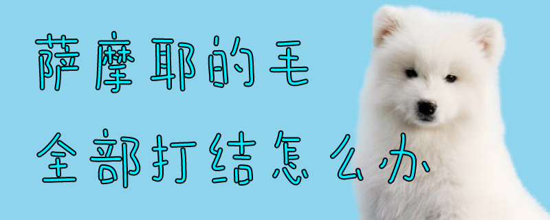 薩摩耶的毛全部打結(jié)怎么辦
