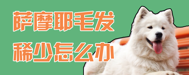薩摩耶毛發(fā)稀少怎么辦
