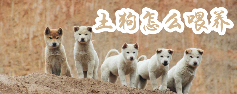 土狗怎么喂養(yǎng)
