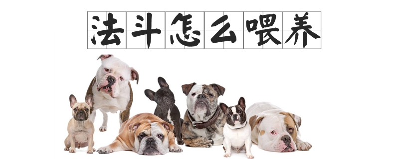 法斗怎么喂養(yǎng)