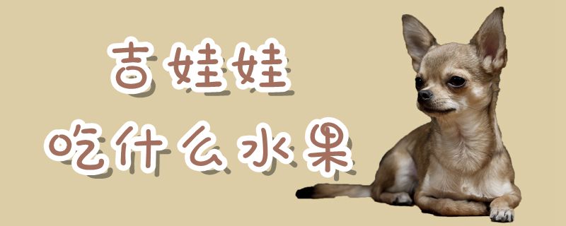 吉娃娃吃什么水果