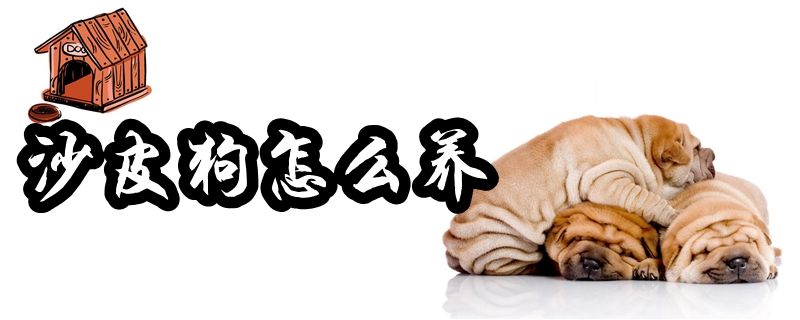 沙皮狗怎么養(yǎng)