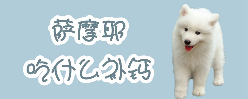 薩摩耶吃什么補(bǔ)鈣