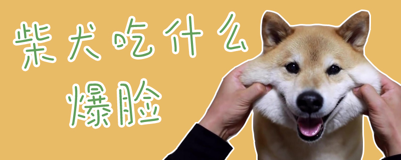 柴犬吃什么爆臉