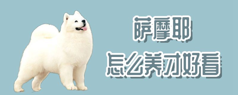薩摩耶怎么養(yǎng)才好看