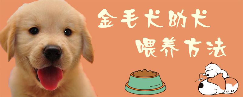 金毛犬幼犬喂養(yǎng)方法1