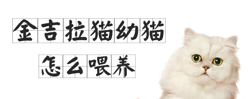 金吉拉貓幼貓?jiān)趺次桂B(yǎng)