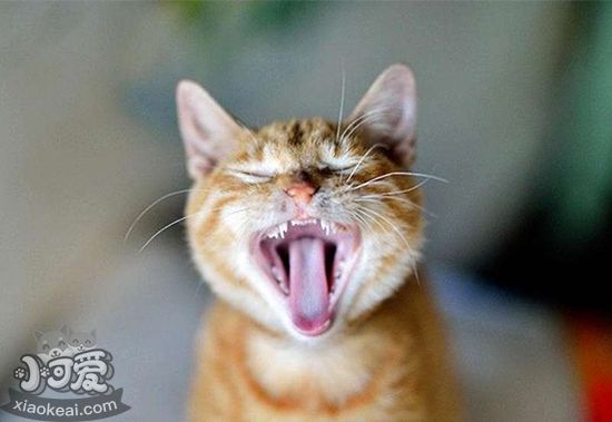 貓咪口腔怎么護(hù)理 貓咪口腔護(hù)理步驟