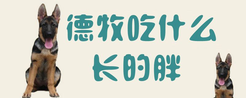 德牧吃什么長(zhǎng)的胖1