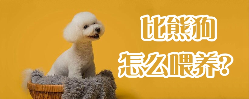比熊狗怎么喂養(yǎng)