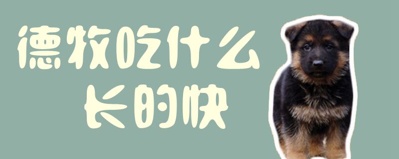 德牧吃什么長(zhǎng)的快1