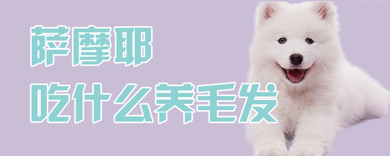 薩摩耶吃什么養(yǎng)毛發(fā)
