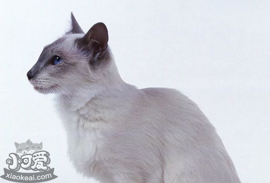 爪哇貓幼貓?jiān)趺次桂B(yǎng) 爪哇貓幼貓的喂養(yǎng)方法