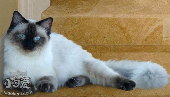 伯曼貓?jiān)趺醋o(hù)理 伯曼貓的護(hù)理方法