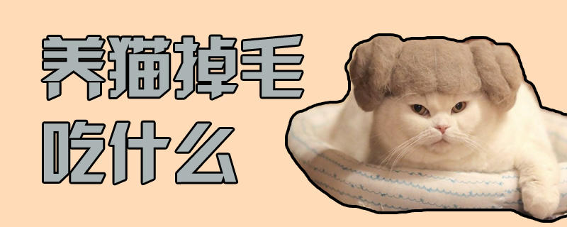 養(yǎng)貓掉毛吃什么