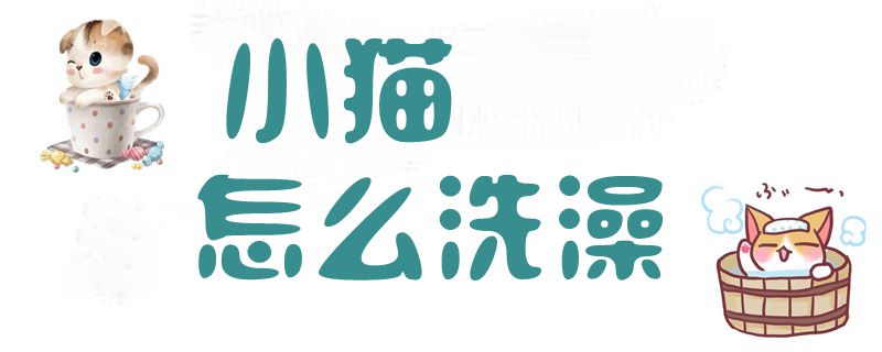 小貓?jiān)趺聪丛?
