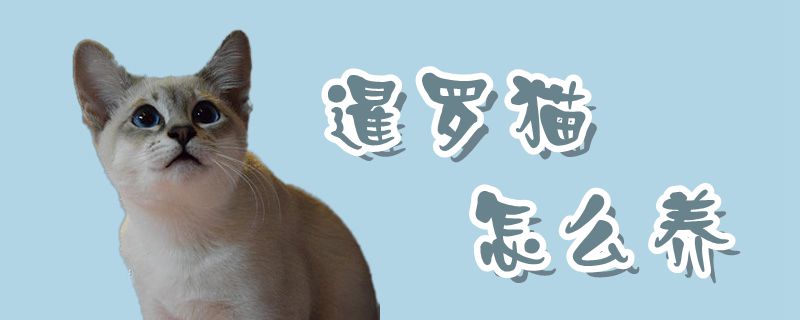 暹羅貓怎么養(yǎng)