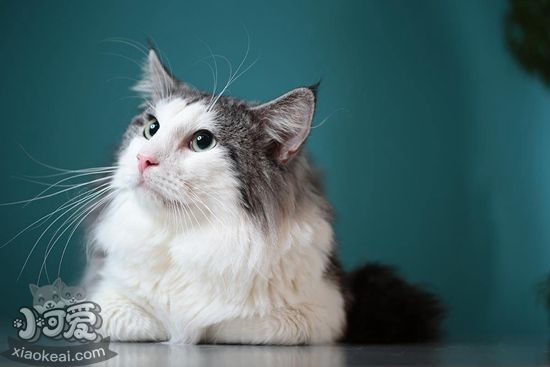 挪威森林貓?jiān)趺聪丛?挪威森林貓洗澡步驟方法