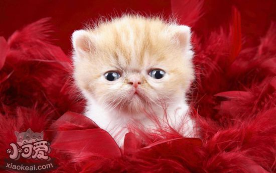 波斯貓掉毛怎么辦 波斯貓掉毛的原因和應(yīng)對方法1