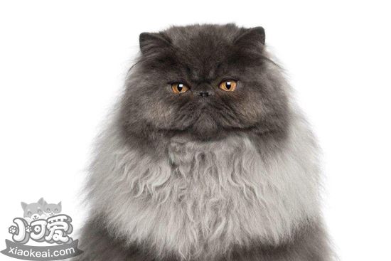 波斯貓掉毛怎么辦 波斯貓掉毛的原因和應(yīng)對方法