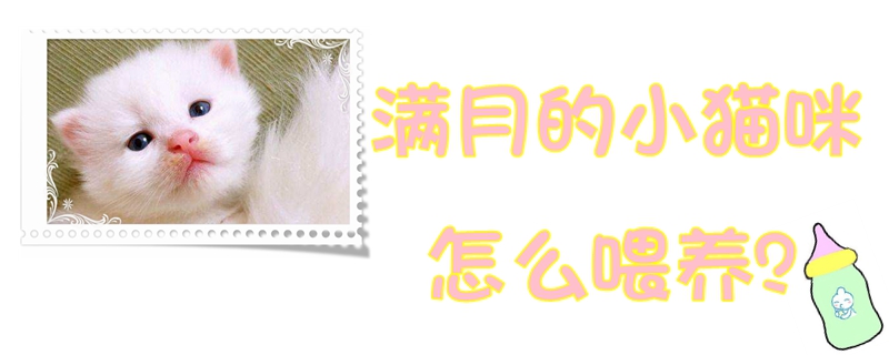 滿月的小貓咪怎么喂養(yǎng)