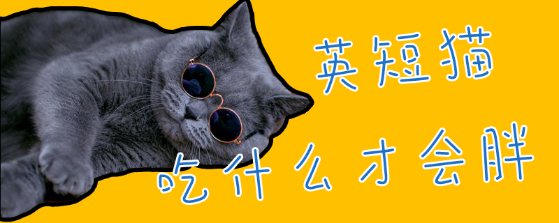 英短貓吃什么才會胖