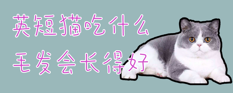 英短貓吃什么毛發(fā)會(huì)長(zhǎng)得好